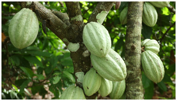 Cacao