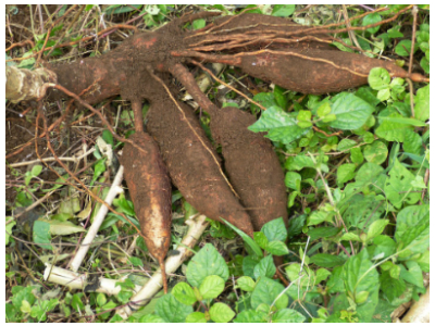 Cassava