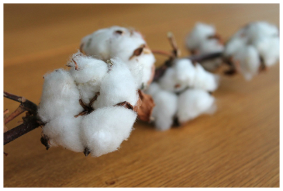 Cotton