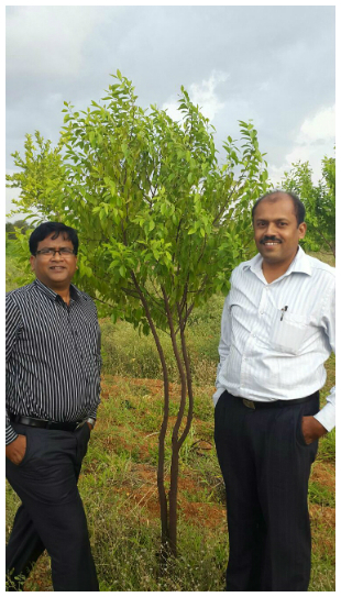 sandalwood tree