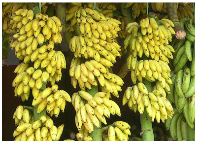 Bananas